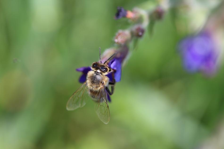 Bee Pollen Natural flower