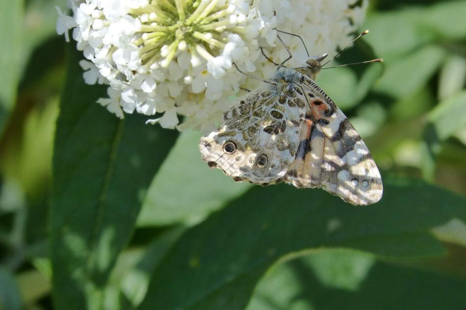 Butterfly Nature Wings