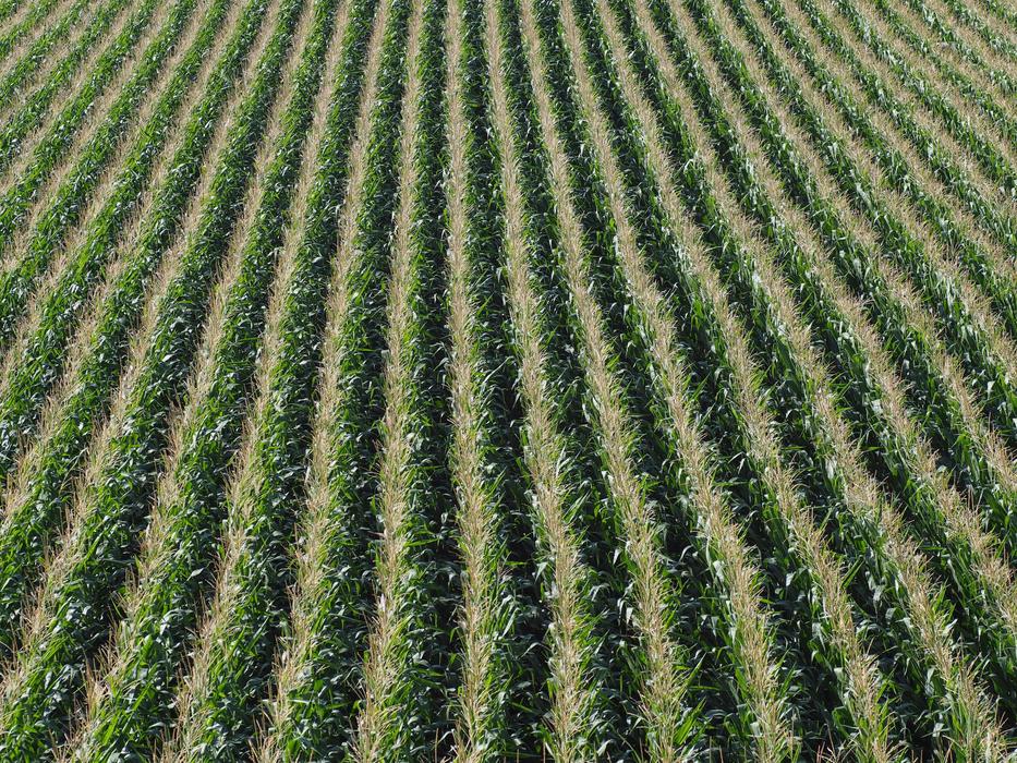 corn long fields