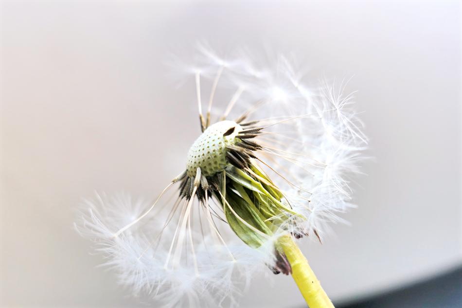 close up of a fluffy dandelion