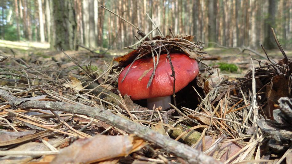 Mushroom Forest Poisonous