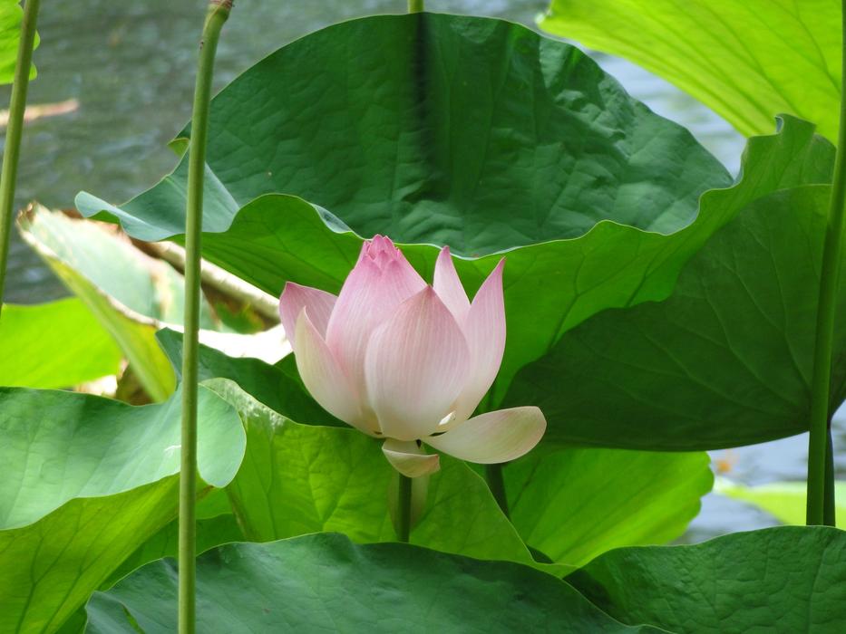 lily plants are beautiful