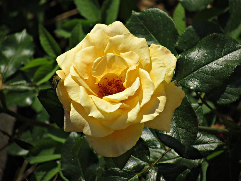 Rose Flower