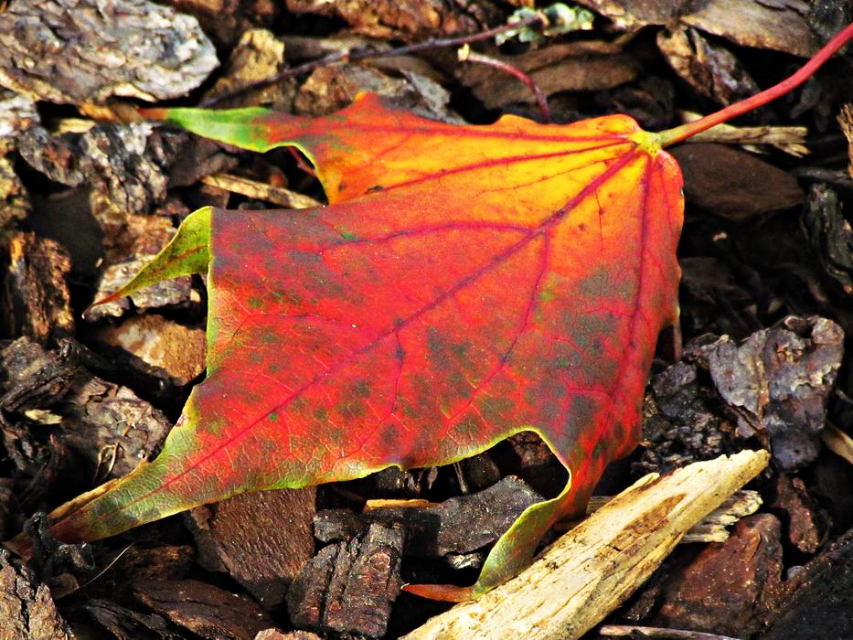dirty orange leaf