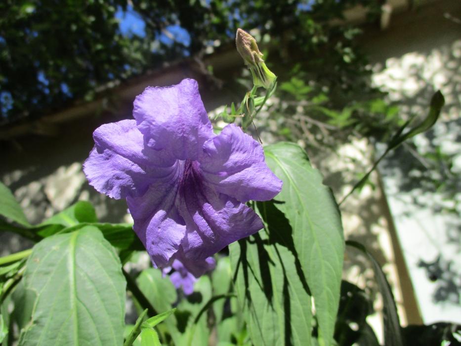 a beautiful flower on a green leafy garden