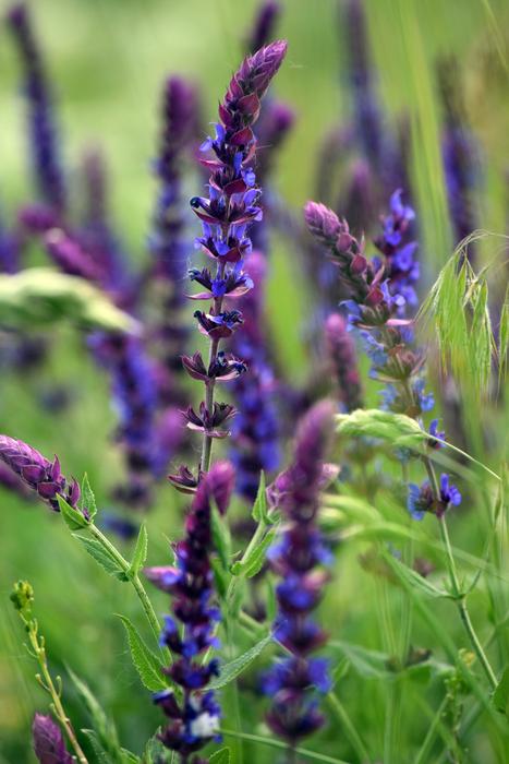 a purple beautiful flower in a green trway.