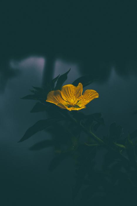 Yellow Petal Flower in water