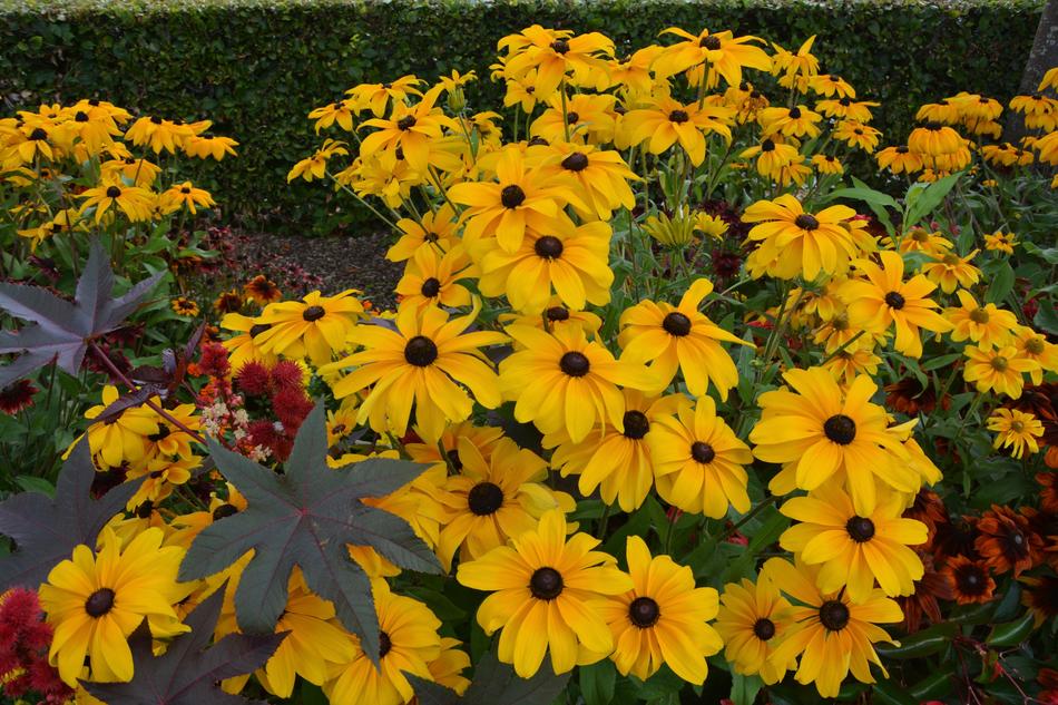 a beautiful field of flowers in the garden