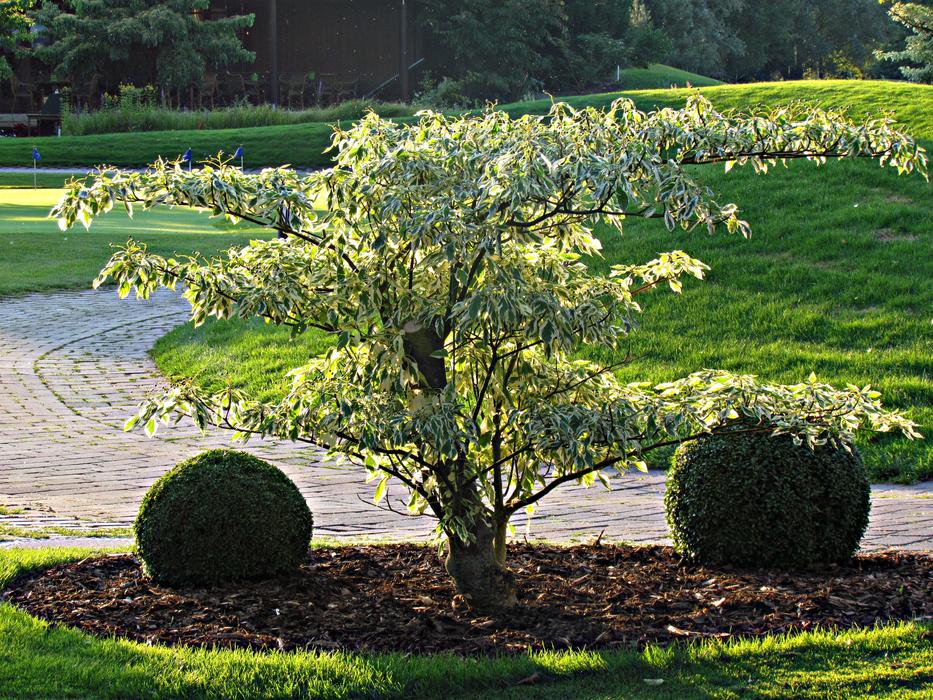 tree shrubs garden
