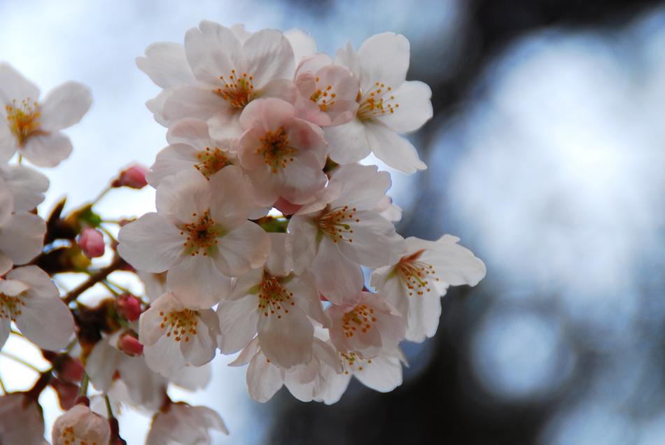 white flowers in sunlight