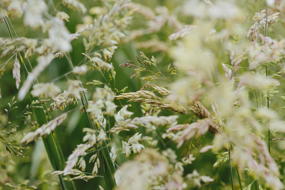 yellow wheat in green grass