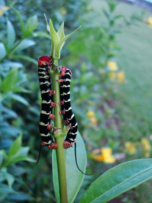 Caterpillar Nature