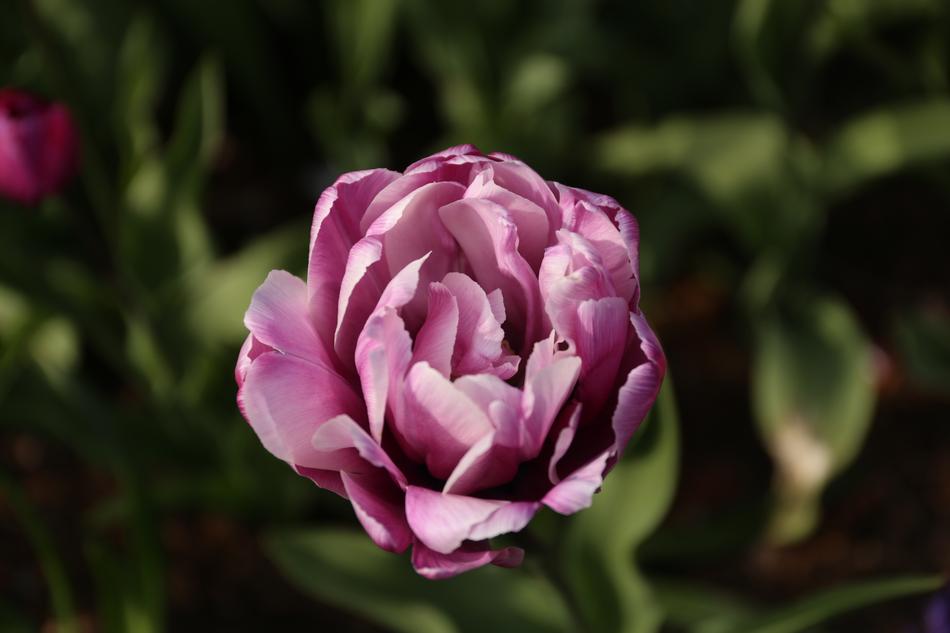 pink tulip in plants landscape