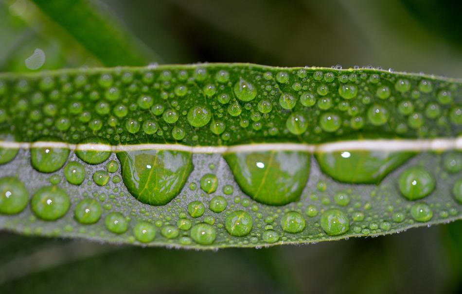 water droplets on leaves landscape