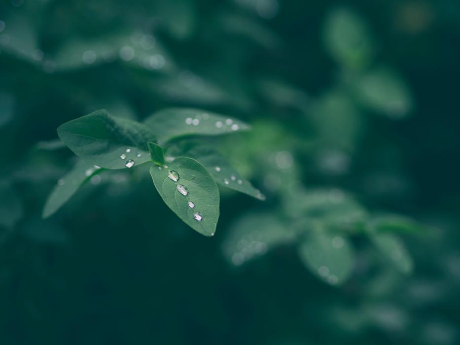 Green Leaf Plant