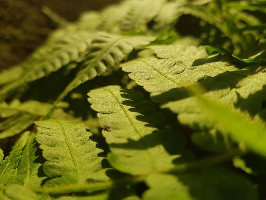 Green Nature