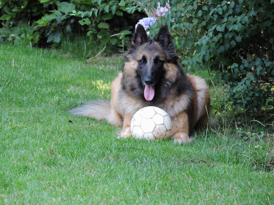 Kyala Tervuurse Shepherd