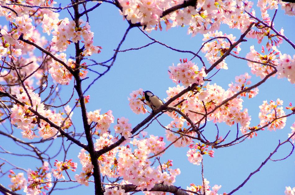 Cherry Blossoms Japan Pink
