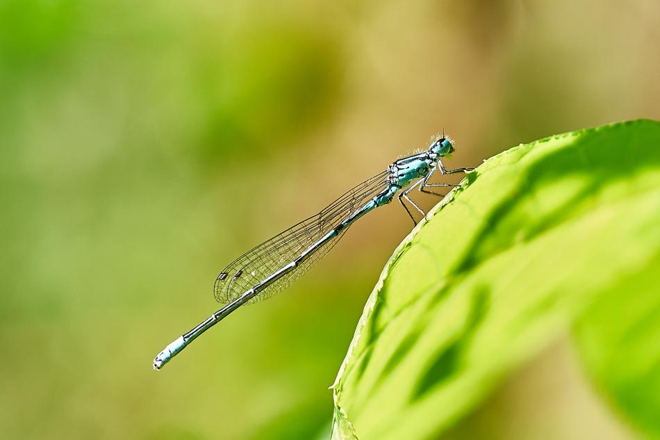 Dragonfly in Nature Close Up view