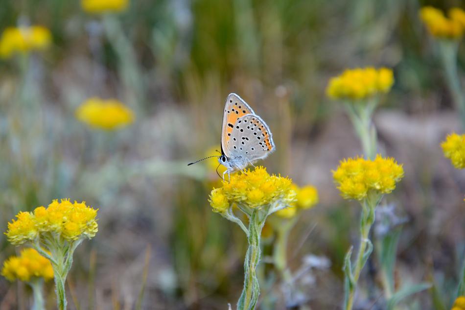 Flower Nature Butterfly