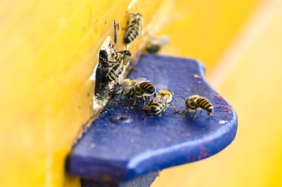 a lot of bees at the hole