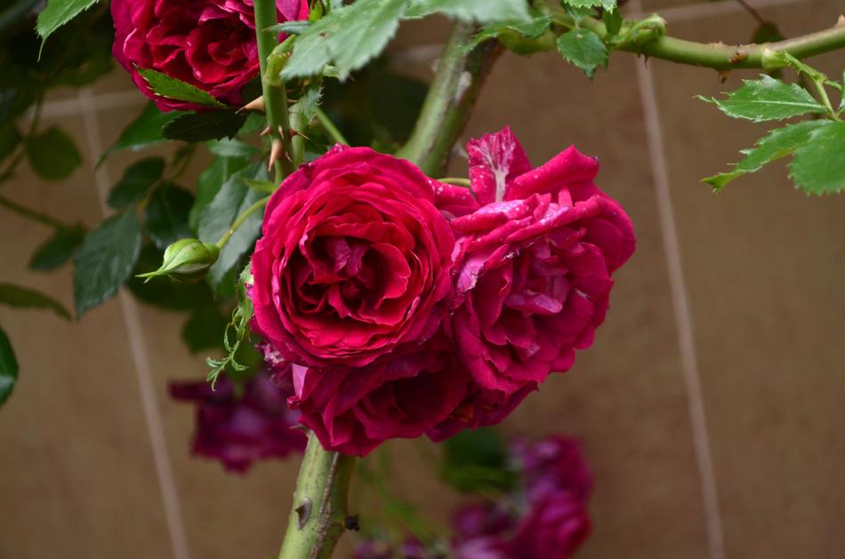 Rose Flower Red Beautiful