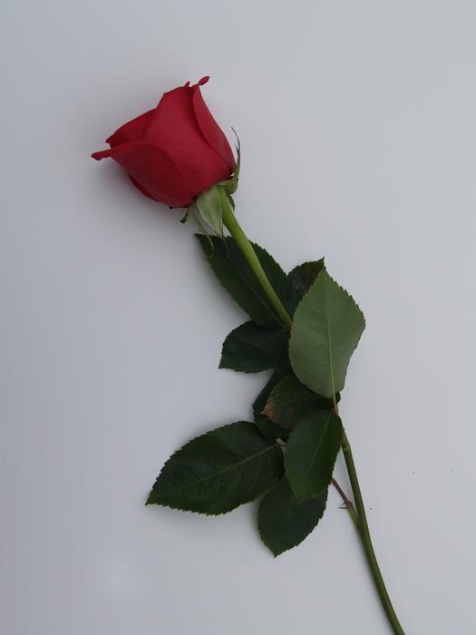 Rose Stem Flower