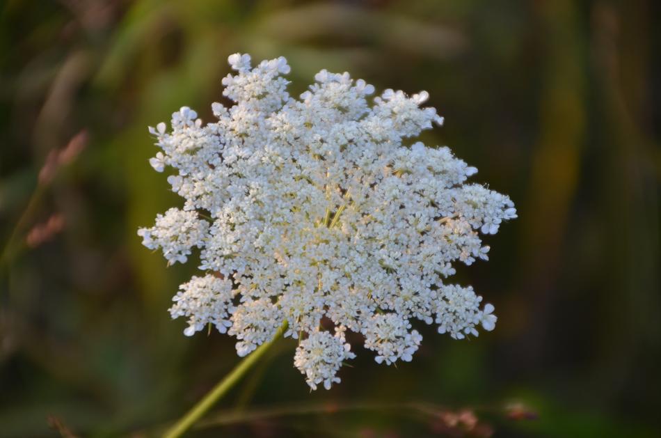 Nature Flowers