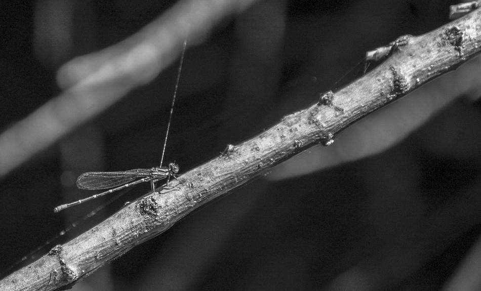 Dragonfly in Nature life