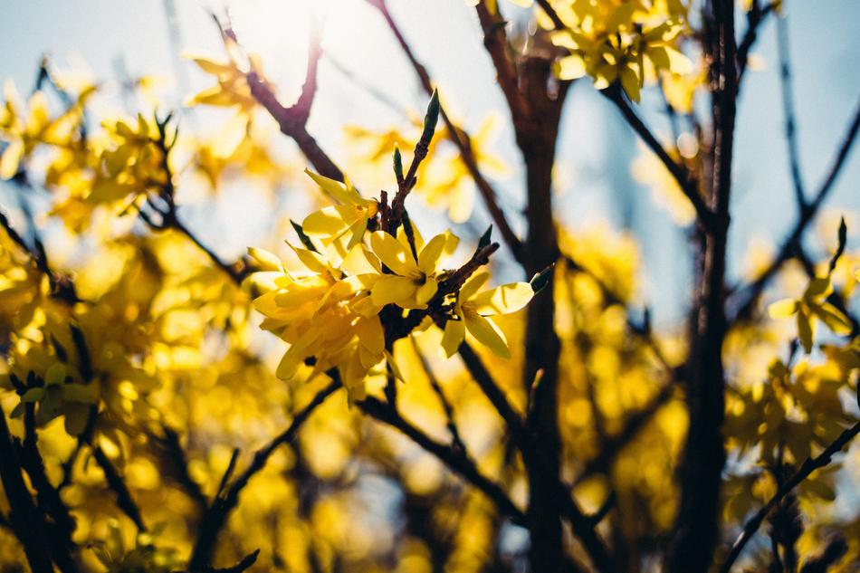 Yellow Flower Trees blur photo