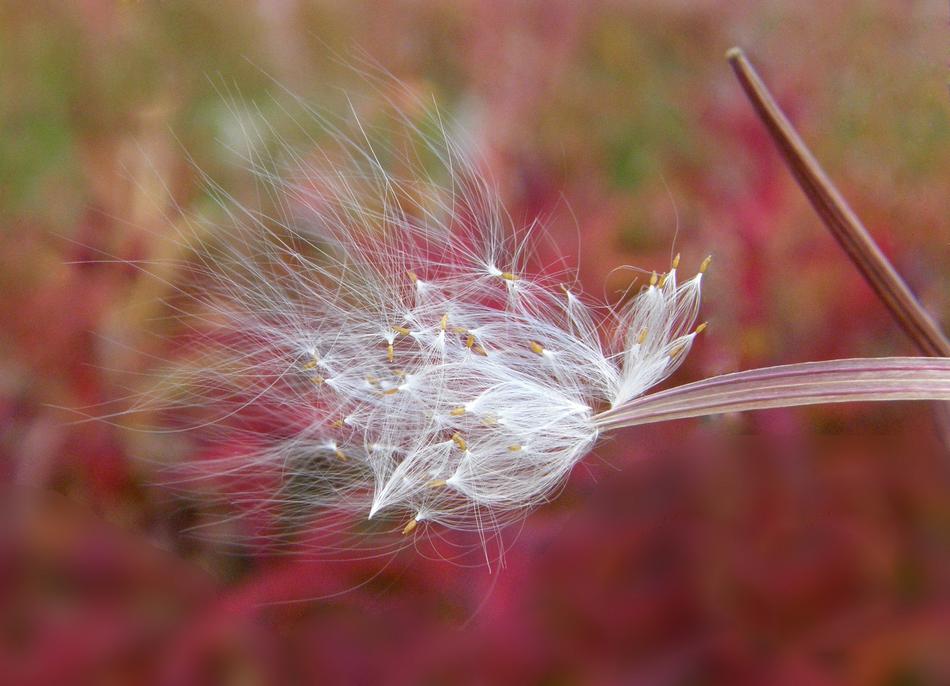 Fireweed Flower white Seeds