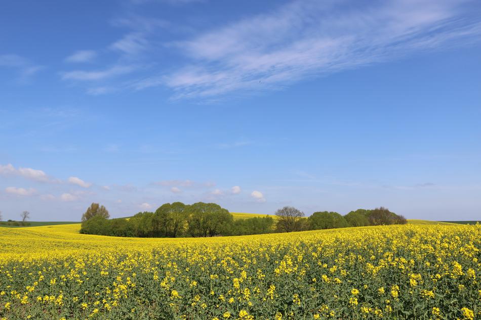 Landscape Trees Spring
