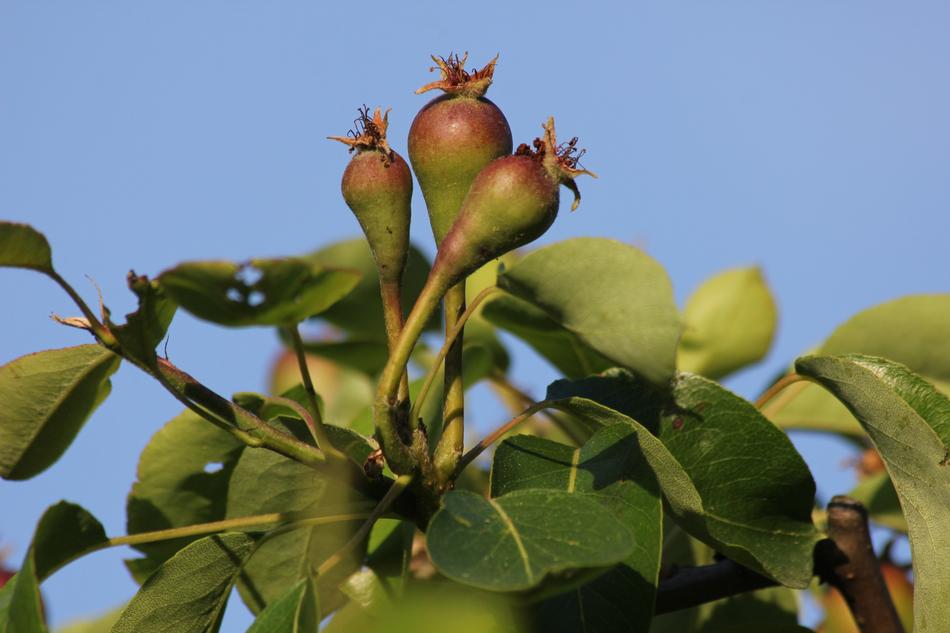 fruit tree sprouts