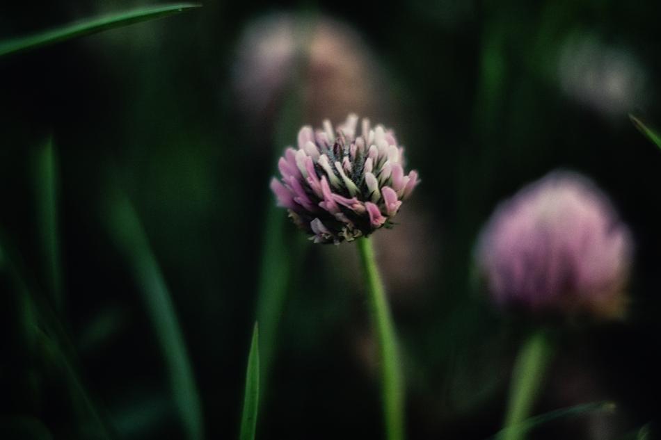 Nature Plants Stem