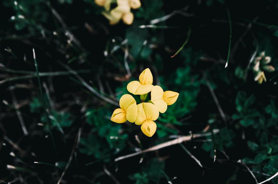 Nature Plants Flowers