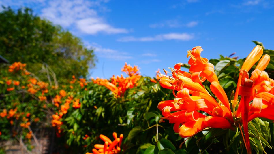 orange flower on green leaves