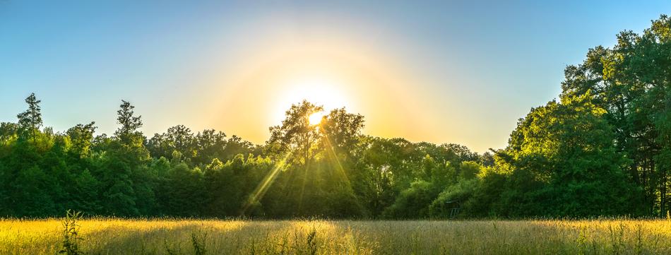 sunlight in green grass landscape