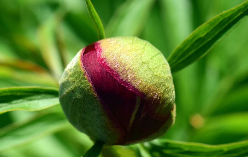 Peony Bud Flower