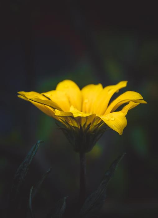 yellow flower in the dark