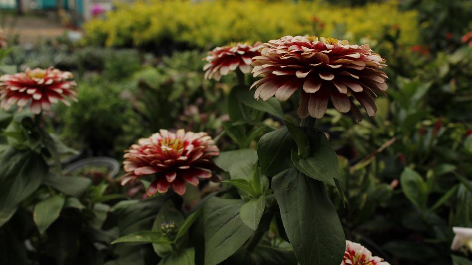 Flowers Color