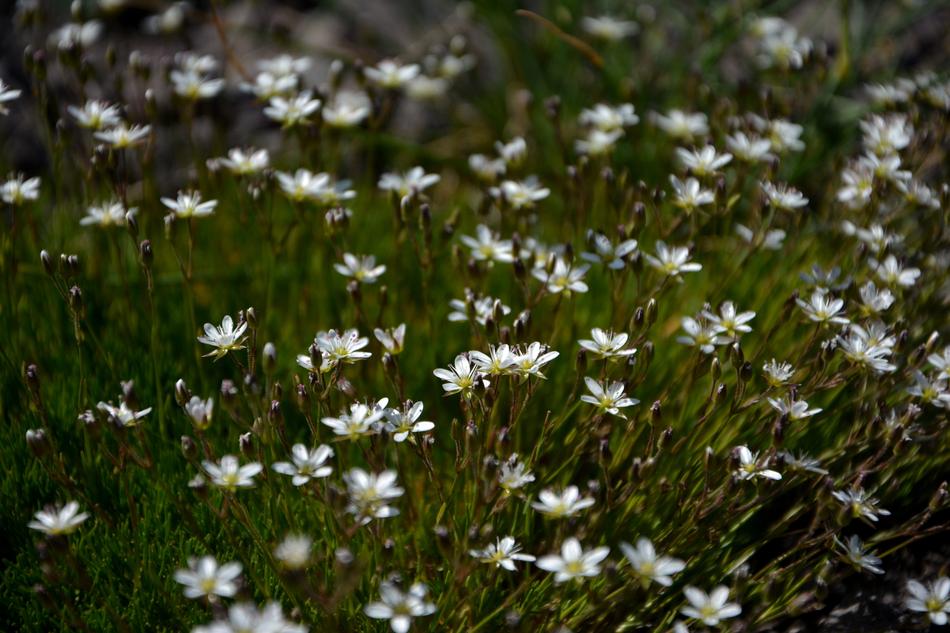 a field of white little flowers