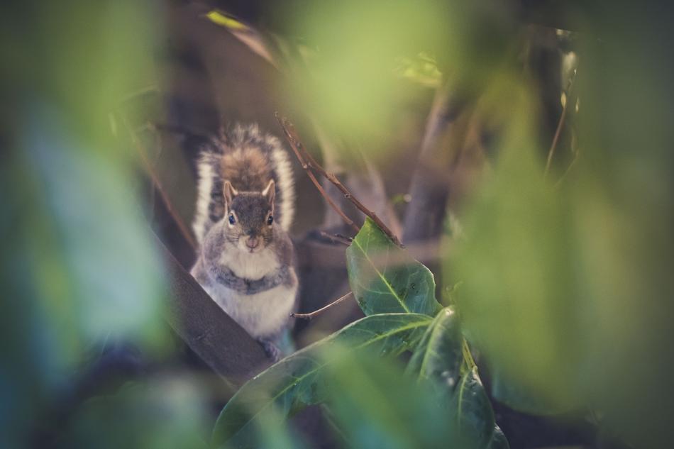 blur photo of squirrel in forest