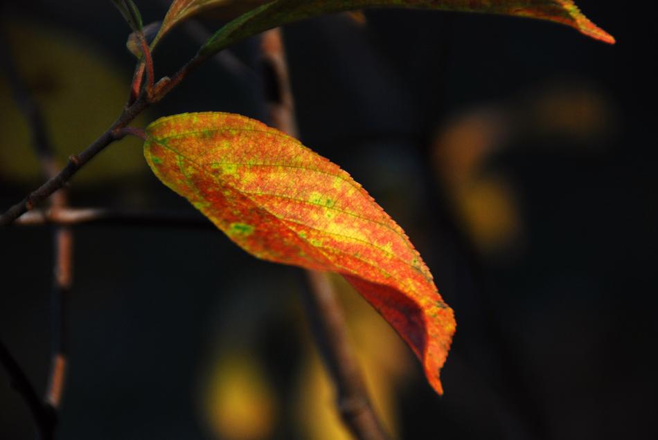 Leaf Autumn Fall