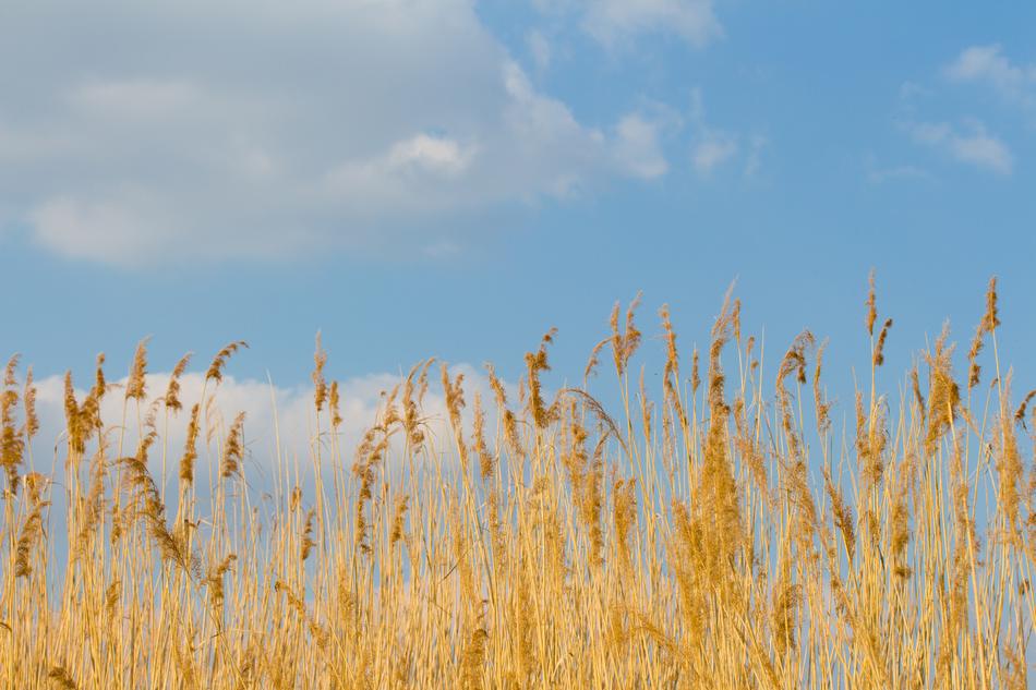 Reed Cloud Sky Aquatic