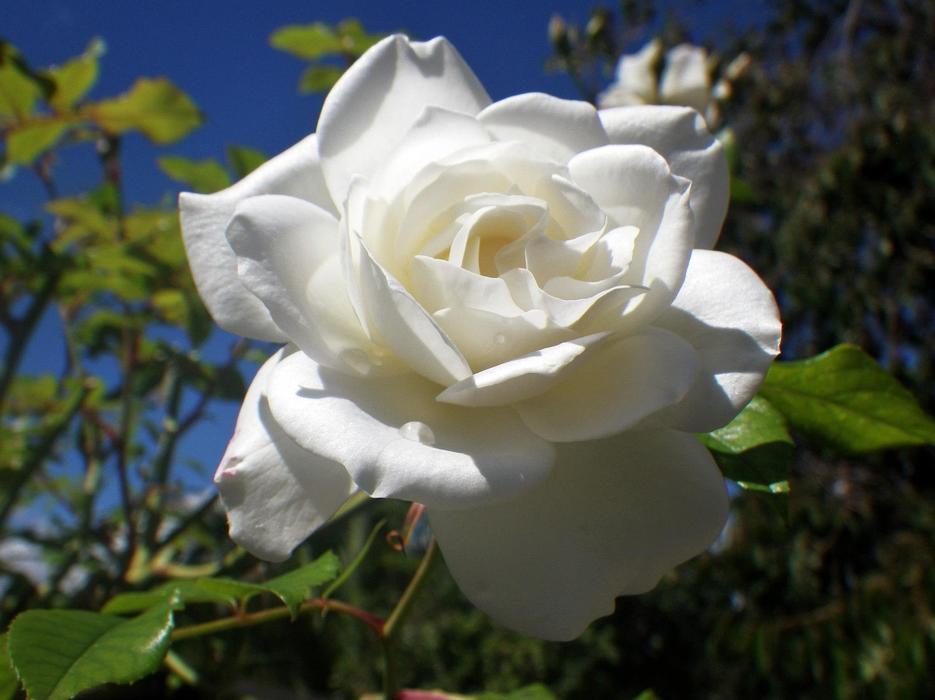 White Rose Petals