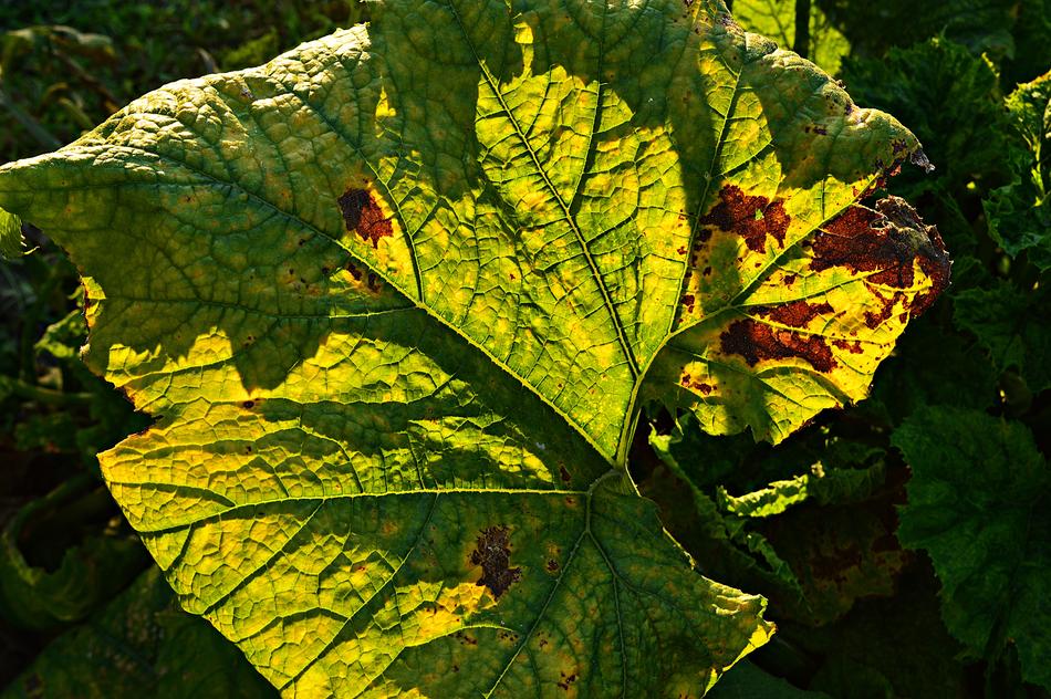 Holidays Császárfa Backlight