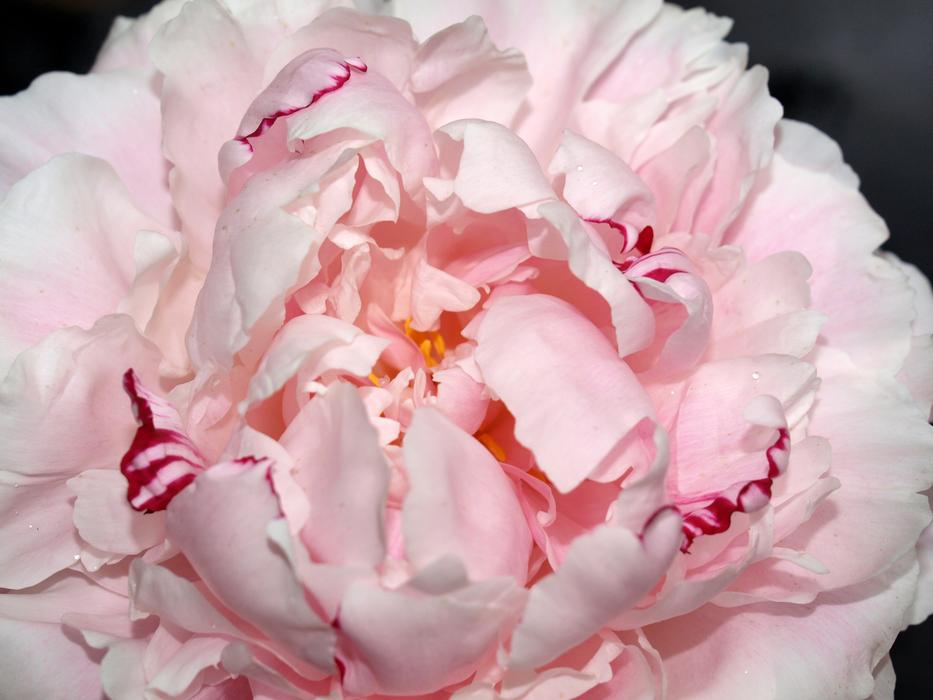 Peony Flower Bloom