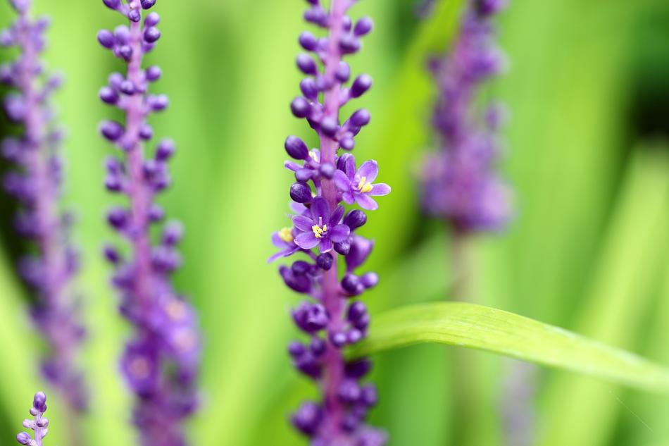 purple unusual flowers on green grass in the garden