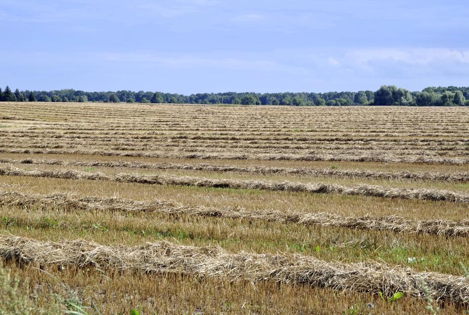Harvest Festival Stubble