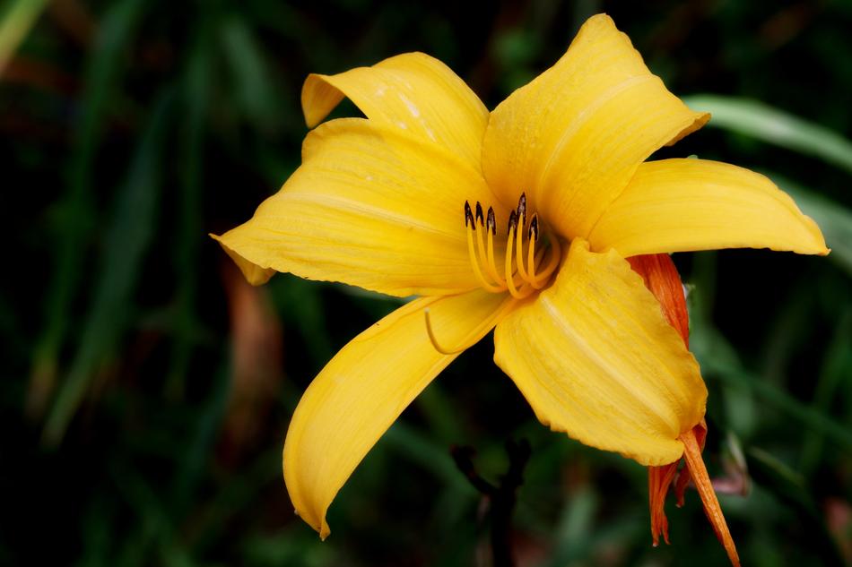 yellow beautiful flower in the woods